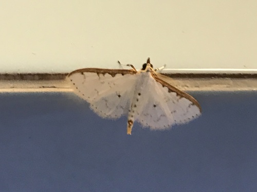 Palpita minuscula, 2016-12-25