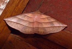 Sarcinodes reductatus