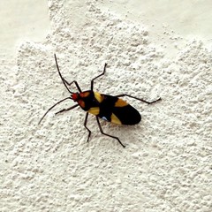 Oncopeltus varicolor varicolor