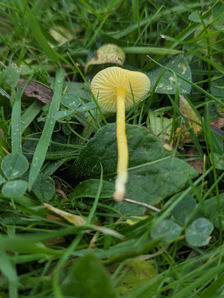 Hygrocybe ceracea · November 2025 · photo: © sarahcrowdersplants (iNaturalist, cc0)