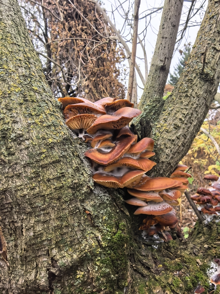 Flammulina · November 2025 · photo: © bogylia (iNaturalist, cc-by)