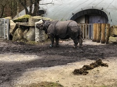 Rhinocerotidae