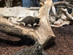 Prionailurus viverrinus