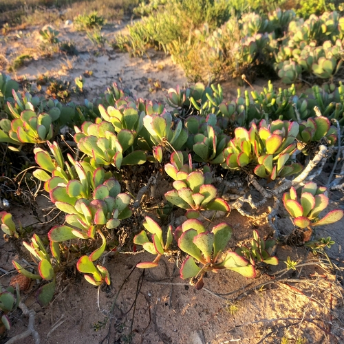 Limestone Babooncabbage (Othonna sp2)