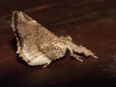 Masca abactalis