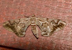 Hypochrosis binexata
