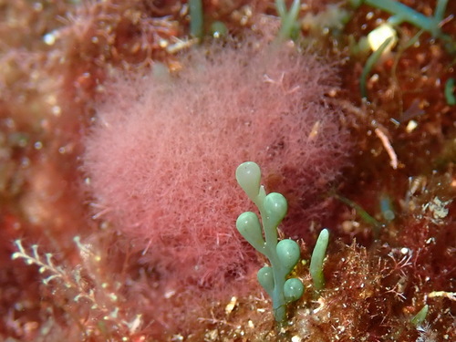 Womersleyella setacea