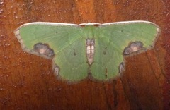 Spaniocentra apatelloides