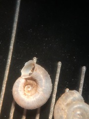 Vallonia perspectiva