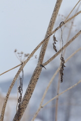 Chaerophyllum prescottii