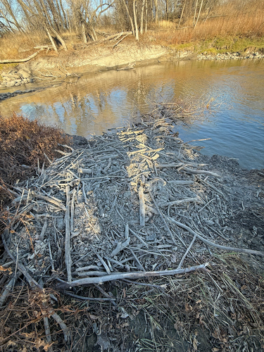 American Beaver