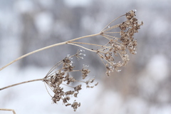 Chaerophyllum prescottii