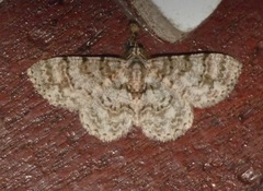 Myrioblephara simplaria