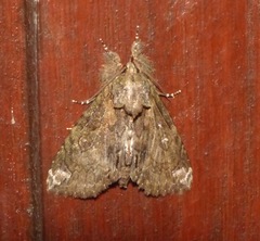 Plotheia exacta