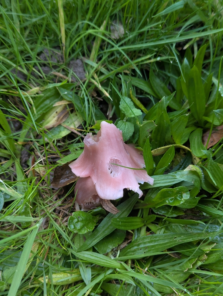 Porpolomopsis calyptriformis · November 2025 · photo: © sarahcrowdersplants (iNaturalist, cc0)