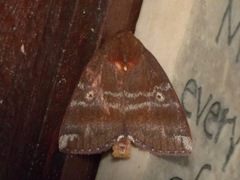 Xenochroa mediogrisea