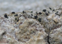 Cresponea chloroconia