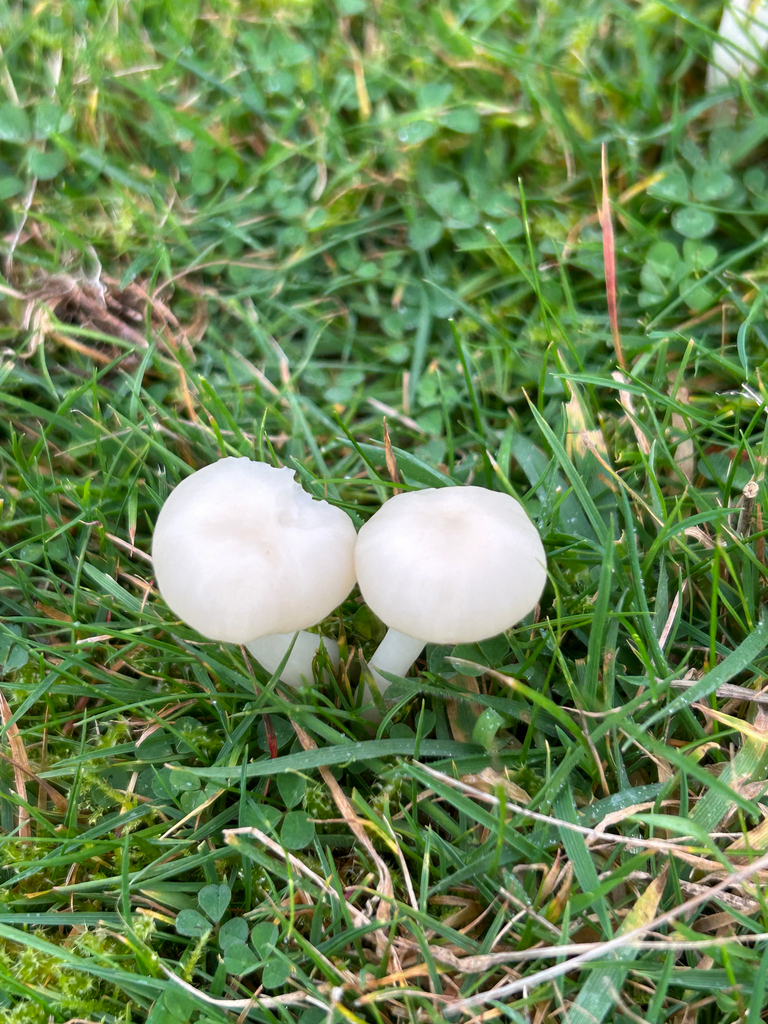 Cuphophyllus virgineus · November 2025 · photo: © dave_shenton (iNaturalist, cc0)