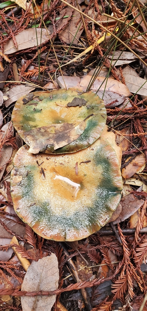 Lactarius rubrilacteus · November 2025 · photo: © eric_austin (iNaturalist, cc-by)