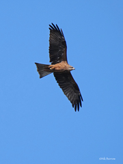 Milvus migrans migrans