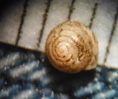 Strobilops labyrinthicus