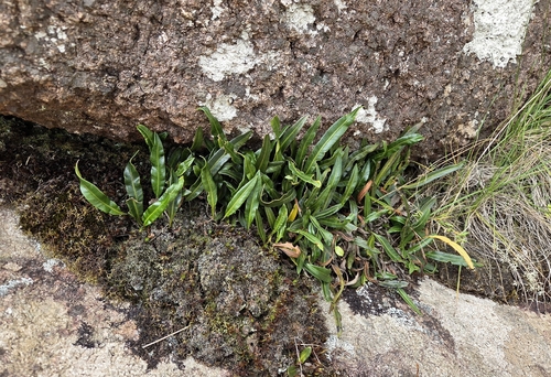 Elaphoglossum gayanum, 2025-11-09