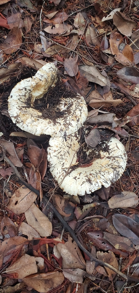 Russula brevipes · November 2025 · photo: © eric_austin (iNaturalist, cc-by)