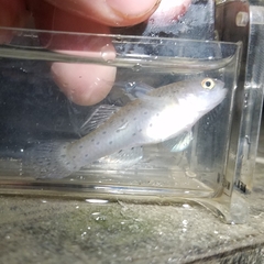 Stigmatogobius sadanundio