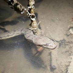 Cerberus schneiderii