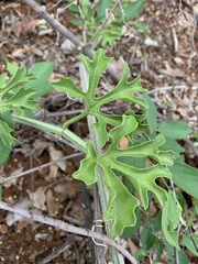 Cissus cactiformis
