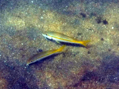 Mulloidichthys dentatus