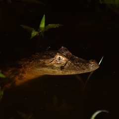 Caiman