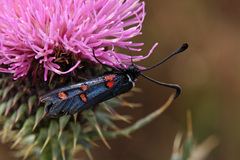 Zygaena lavandulae