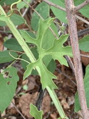Cissus cactiformis
