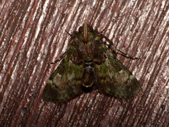 Termioptycha