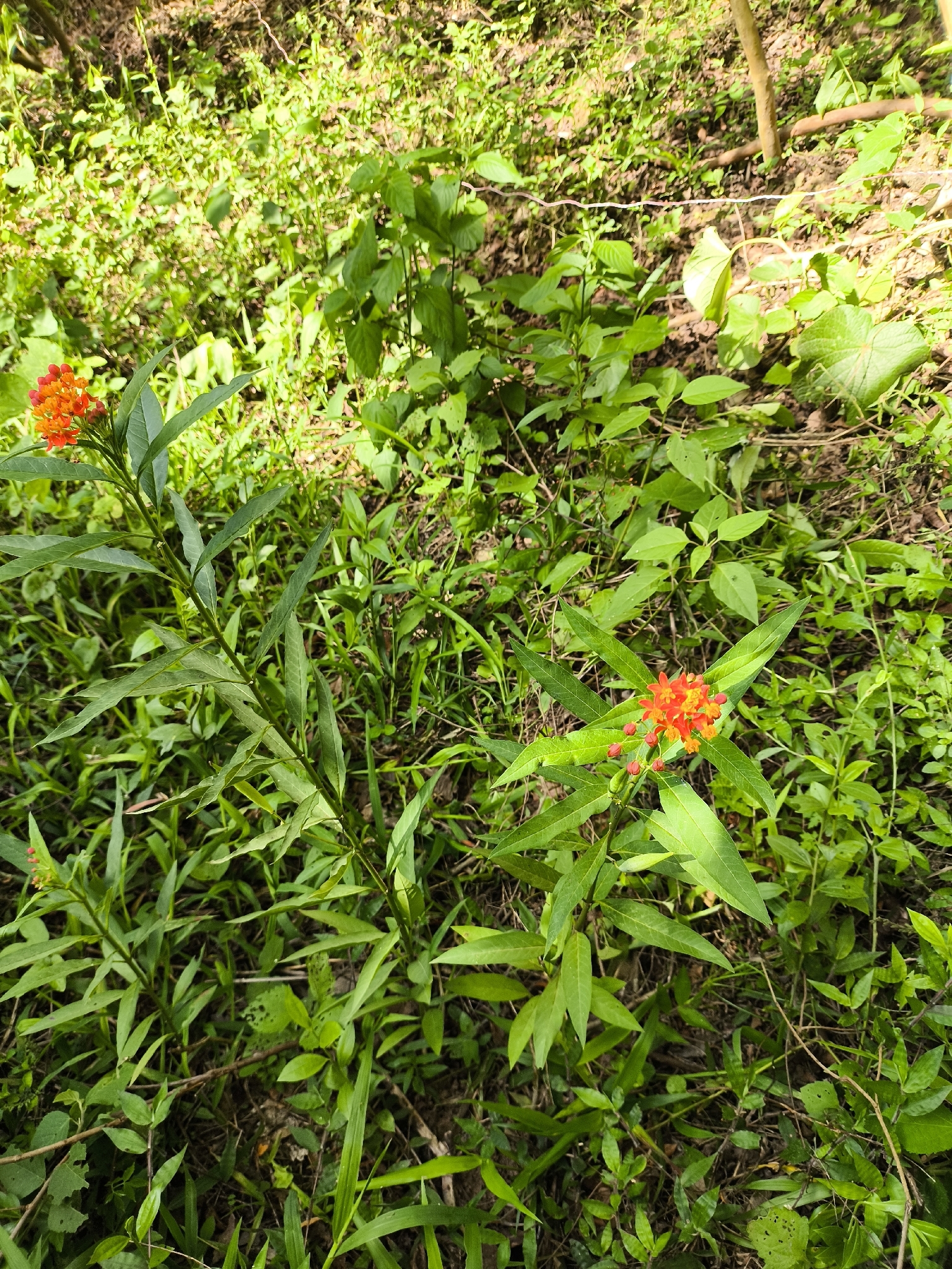 Asclepias curassavica
