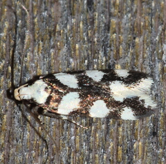 Pseudotelphusa tessella