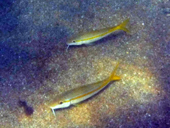 Mulloidichthys dentatus