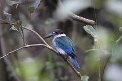 Torresian Kingfisher photo 1