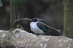Torresian Kingfisher photo 2