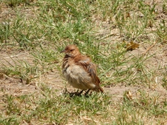 Furnarius rufus