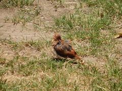 Furnarius rufus