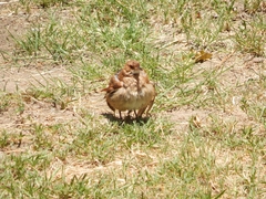 Furnarius rufus