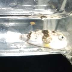 Chelonodontops patoca