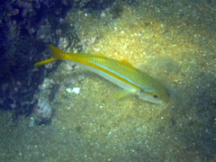 Mulloidichthys dentatus