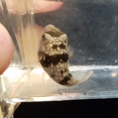 Chelonodontops patoca