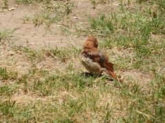 Furnarius rufus