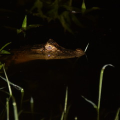 Caiman