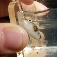 Chelonodontops patoca