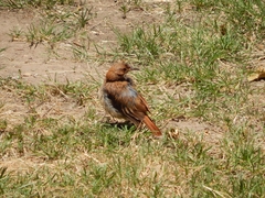 Furnarius rufus